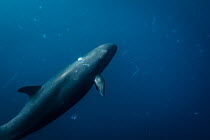False killer whales (Pseudorca crassidens), Northern New Zealand Editorial use only.