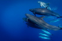 False killer whales (Pseudorca crassidens) travelling with a pod of pelagic Bottlenose dolphins (Tursiops truncatus)  Northern New Zealand Editorial use only.