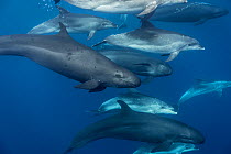 False killer whales (Pseudorca crassidens) travelling with a pod of pelagic Bottlenose dolphins (Tursiops truncatus)  Northern New Zealand Editorial use only.