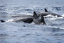 False killer whales (Pseudorca crassidens)  Northern New Zealand Editorial use only.