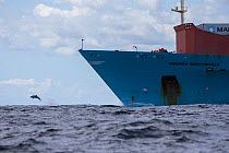 Pelagic Bottlenose dolphin (Tursiops truncatus ) rides the bow of a Maersk container ship,  Northern New Zealand Editorial use only.