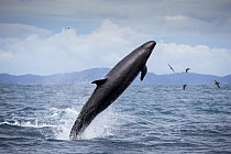 False killer whales (Pseudorca crassidens) breaching,  Northern New Zealand Editorial use only.