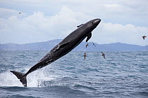 False killer whales (Pseudorca crassidens) breaching,  Northern New Zealand Editorial use only.
