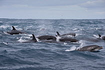 False killer whales (Pseudorca crassidens) traveling with a pod of pelagic Bottlenose dolphins (Tursiops truncatus), Northern New Zealand Editorial use only.