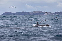 False killer whales (Pseudorca crassidens) followed by Black petrels (Procellaria parkinson), Northern New Zealand Editorial use only.