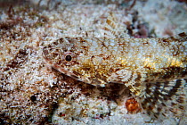 Clearfin Lizardfish (Synodus dermatogenys) Walpole Island, New Caledonia.