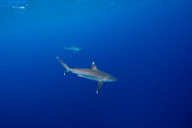 Silvertip Shark (Carcharhinus albimarginatus) at Ellet 'Banc New Caledonia.