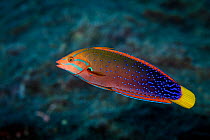 Yellowtail coris (Coris gaimard) also known as the African Coris in it's female phase at Matthew Island a volcanic Island in disputed territory between New Caledonia (France) and Vanuatu in the South...