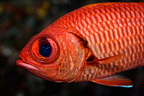 Bigscale Soliderfish (Myripristis berndti) also known as the Blotcheye soldierfish at Hunter Island, also known as Fern or Fearn Island a disputed territory in the South Pacific between New Caledonia...