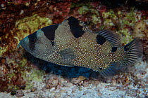 Spotted Soapfish (Pogonoperca punctata) Walpole Island, New Caledonia.
