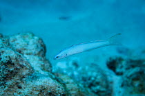 Smallscale dartfish (Ptereleotris microlepis) juvenile also known as Blue gudgeon at Ono-i-Lau / Ono-i-Tonga, Lau Island Group, Fiji.