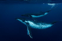 Humpback Whales (Megaptera novaeangliae) two swimming together near the surface, at Tuvana-i-ra, Lau Island Group, Fiji.