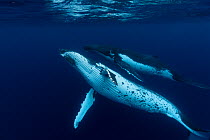 Humpback whales (Megaptera novaeangliae) two swimming together near the surface, at Tuvana-i-ra, Lau Island Group, Fiji.