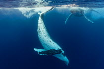 Humpback Whales (Megaptera novaeangliae) two swimming together near the surface, at Tuvana-i-ra, Lau Island Group, Fiji.