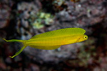 Bicolor fangblenny (Plagiotremus laudandus) Yagasa Lagoon, Lau Island Group, Fiji.
