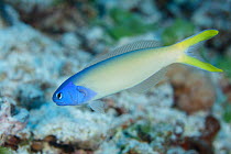 Bluehead sandtilefish (Hoplolatilus starcki) Yagasa Lagoon, Lau Island Group, Fiji.