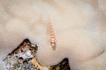Sostra pygmy goby (Trimma sostra) on coral, Namuka-i-Lau Island lagoon, Lau Island Group, Fiji.