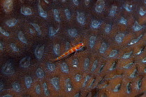 Sostra pygmy goby (Trimma sostra) in coral Namuka-i-Lau Island lagoon, Lau Island Group, Fiji.