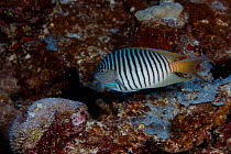 Blackspot angelfish (Genicanthus melanospilos) Namuka-i-Lau Island lagoon, Lau Island Group, Fiji.