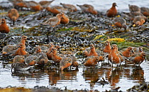 Flock of Red Knot (Calidris canutus) resting and feeding  whilst migrating to their breeding grounds farther north. Ekkeroy, Varanger fjord, Finnmark, Norway