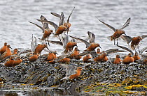 Flock of Red Knot (Calidris canutus) flying in to feed whilst migrating to their breeding grounds farther north. Ekkeroy, Varanger fjord, Finnmark, Norway
