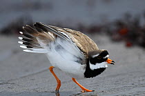 Ringed Plover (Charadrius hiaticlua) calling and territorially displaying on the tideline. Langbuness, Varanger Fjord, Finnmark, Norway