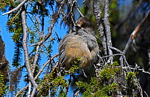 Siberian jay (Perisoreus infaustus) juvenile resting in a Scots Pine. Pokka, Inari, Finnish Lapland, Finland. June.