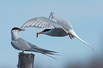 Arctic Tern (Sterna paradisaea) male courtship feeding female with a dragonfly nymph. Karigasniemi, Finnish Lapland, Finland, June.