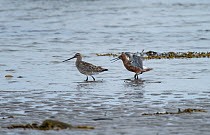Pair of Bar-tailed godwits (Limosa lapponica) male courting and pursuing female along the sea shore. Langbuness, Varanger fjord, Finnmark, Norway. May.