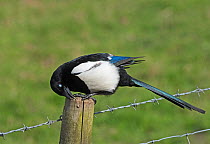 Eurasian magpie (Pica pica) cleaning its beak on a fencepost. Protecting its eye by lowering the nictitating membrane. Druridge Bay, Northumberland, UK, April.