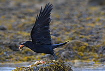 Common raven (Corvus corax) flying off with food scavenged at the tideline. Langbuness, Varanger fjord, Finnmark, Norway, May.