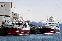 Fishing trawlers docked and emptying their catch into the fish factory at Vardo Harbour, Vardo, Finnmark, Norway, May.