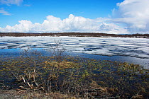 Slavonian grebe (Podiceps auritus) breeding habitat during early spring snow melt and  thaw. During this time there is limited availability of nest sites. Kolvik, Porsanger fjord, Finnmark, Norway. Ma...