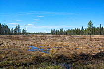 Bog, breeding habitat for Wood sandpipers (Tringa glareola) Kaalimaa, Pokka, Inari, Finnish Lapland,