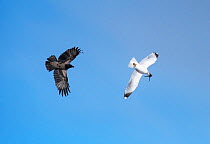 Carrion crow (Corvus corone) pursuing a Mew gull (Larus canus) carrying a  frog  in its beak. Kolvik, Porsanger fjord, Finnmark, Norway, May.