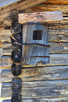 Old Goldeneye Nestbox crafted from a log and chained to the side of a lodge to protect it from Wolverines. Kaalimaa, Pokka, Inari, Lapland, Finland, June.