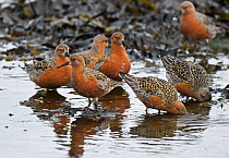 Flock of Red knot (Calidris canutus) resting and feeding whilst migrating to their breeding grounds farther north. Ekkeroy, Varanger fjord, Finnmark, Norway, May.