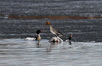 Red-breasted merganser (Mergus serrator) male courtship display to a female standing on the edge of the ice, with another male watching. Kolvik, Porsanger fjord, Finnmark, Norway, June.