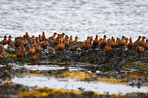 Flock of Red Knot (Calidris canutus) resting and feeding whilst migrating to their breeding grounds farther north. Ekkeroy, Varanger fjord, Finnmark, Norway, May.
