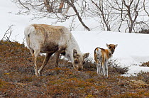 Reindeer (Rangifer tarandus) mother and calf feeding on lichen, Sandvik, Porsanger, Finnmark, Norway, May.