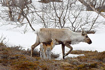 Reindeer (Rangifer tarandus) feeding on lichen. Mother and calf Sandvik, Porsanger, Finnmark, Norway, May.