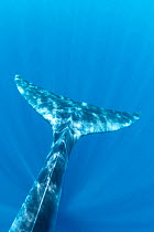 Bryde's whale (Balaenoptera edeni) tail, Trincomalee, Eastern Province, Sri Lanka, Bay of Bengal, Indian Ocean