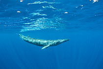 Bryde's whale (Balaenoptera edeni)  Trincomalee, Eastern Province, Sri Lanka, Bay of Bengal, Indian Ocean