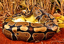 Royal python (Python regius) female with ticks on the side of her head, incubating eggs, Togo. Controlled conditions