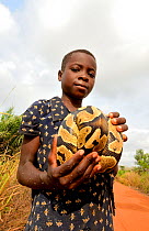 Young girl holding a Royal python (Python regius) Togo, February 2018.