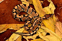 Royal python (Python regius)  Togo. Controlled conditions