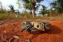Royal python (Python regius) curled up into a ball, Togo. Controlled conditions