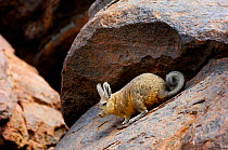 Southern viscacha (Lagidium viscacia) near Laguna Colorada, Bolivia.