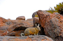 Southern viscacha (Lagidium viscacia) near Laguna Colorada, Bolivia.