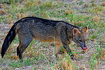 Crab-eating fox (Cerdocyon thous) Kaa-Lya National Park, South East Bolivia.